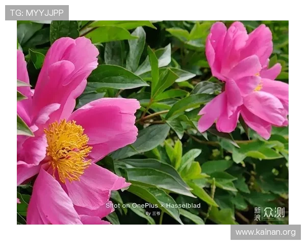 凯发直营：用户评价与平台信誉度全面分析